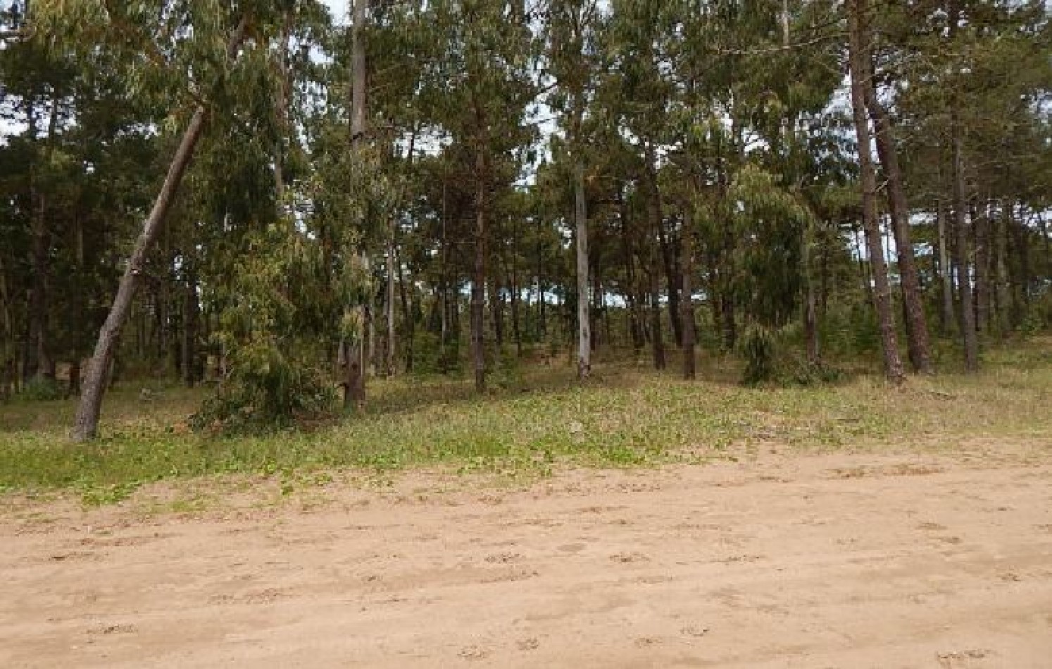 EXCELENTE LOTE EN ALAMOS II (LOTE 11 - MANZANA 239), 1.422,07 M2. - SOBRE CALLE DE LA CALANDRIA. LOTE EN VENTA