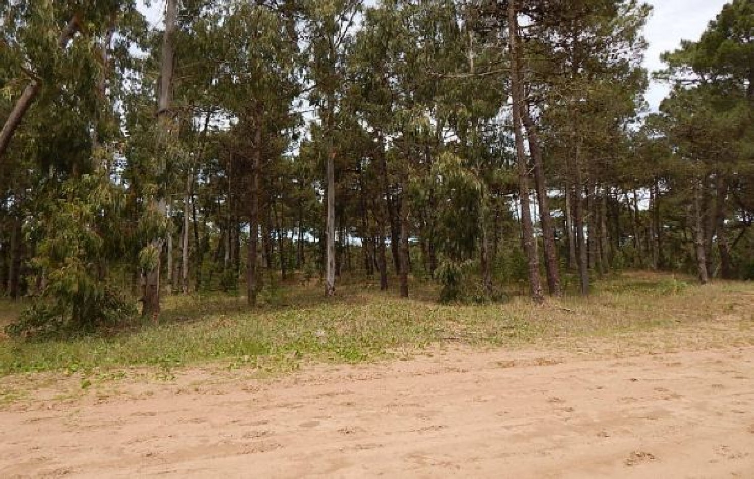 EXCELENTE LOTE EN ALAMOS II (LOTE 11 - MANZANA 239), 1.422,07 M2. - SOBRE CALLE DE LA CALANDRIA. LOTE EN VENTA