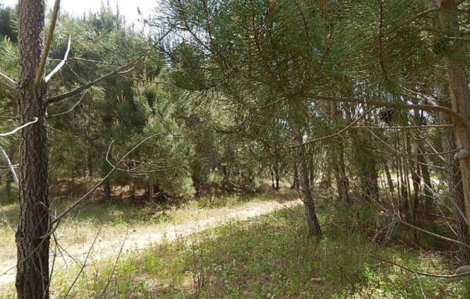 MAGNIFICO LOTE EN ALAMOS II (LOTE 15 - MANZANA 239), 1.078,79 M2., CALLE DE LA CANDRIA ESQUINA DEL ANCLA . LOTE EN VENTA. 