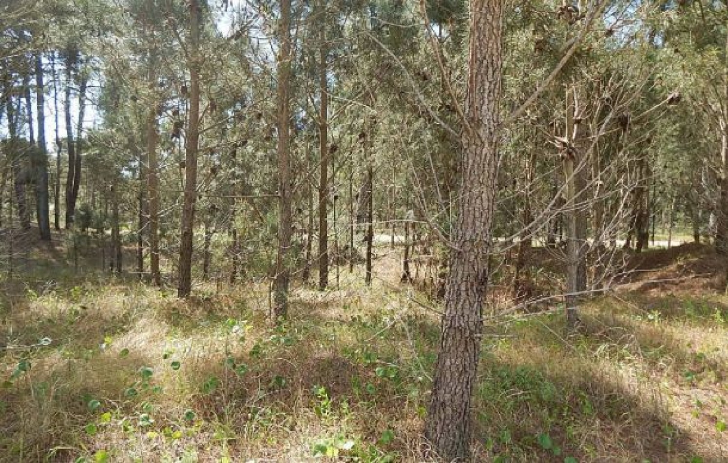 MAGNIFICO LOTE EN ALAMOS II (LOTE 15 - MANZANA 239), 1.078,79 M2., CALLE DE LA CANDRIA ESQUINA DEL ANCLA . LOTE EN VENTA. 