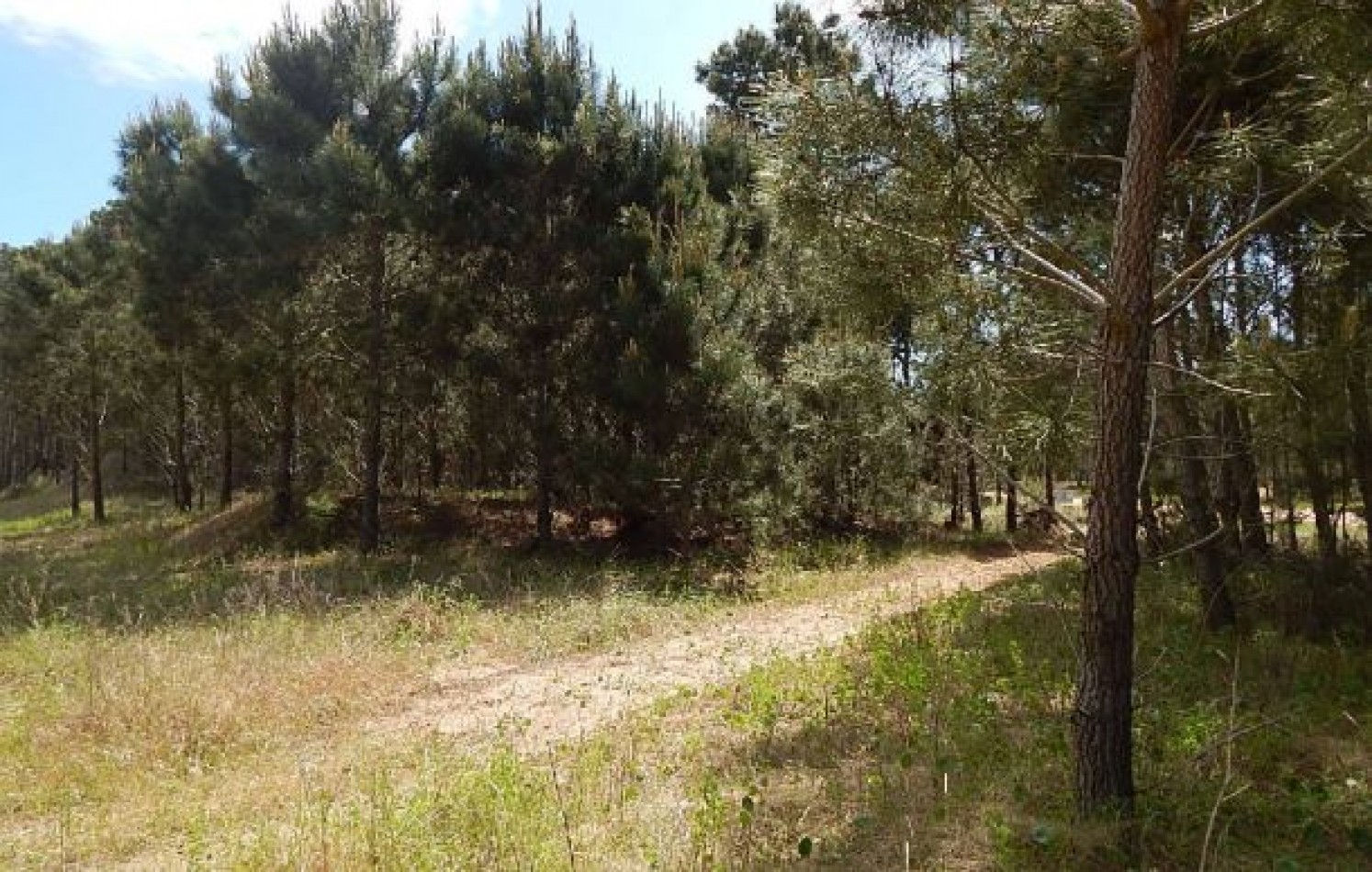 MAGNIFICO LOTE EN ALAMOS II (LOTE 15 - MANZANA 239), 1.078,79 M2., CALLE DE LA CANDRIA ESQUINA DEL ANCLA . LOTE EN VENTA. 