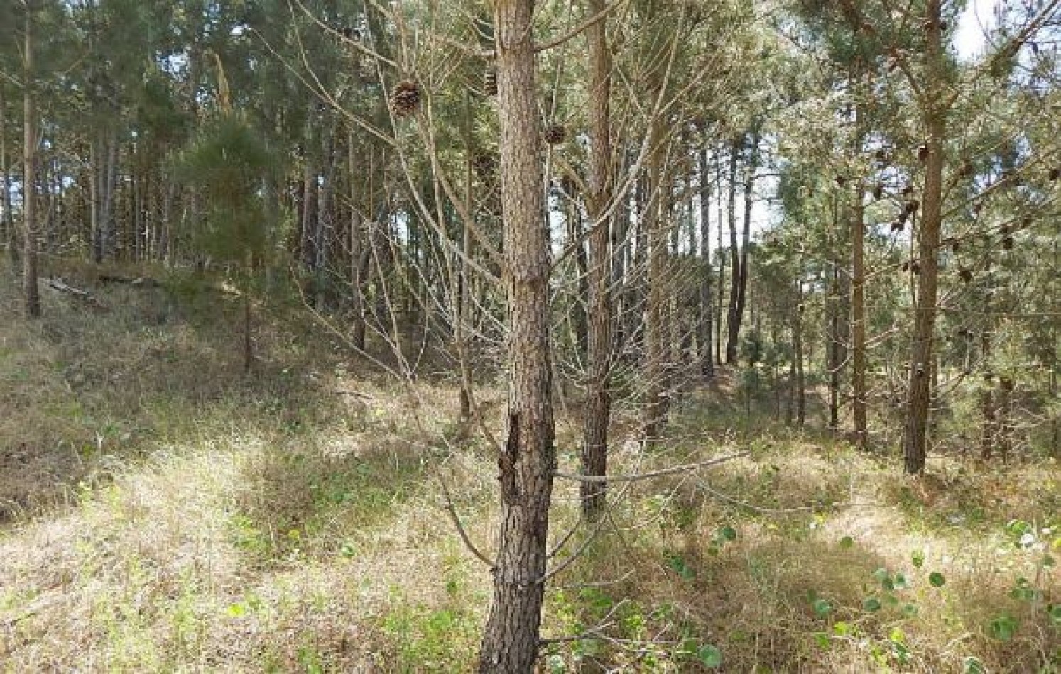 MAGNIFICO LOTE EN ALAMOS II (LOTE 15 - MANZANA 239), 1.078,79 M2., CALLE DE LA CANDRIA ESQUINA DEL ANCLA . LOTE EN VENTA. 