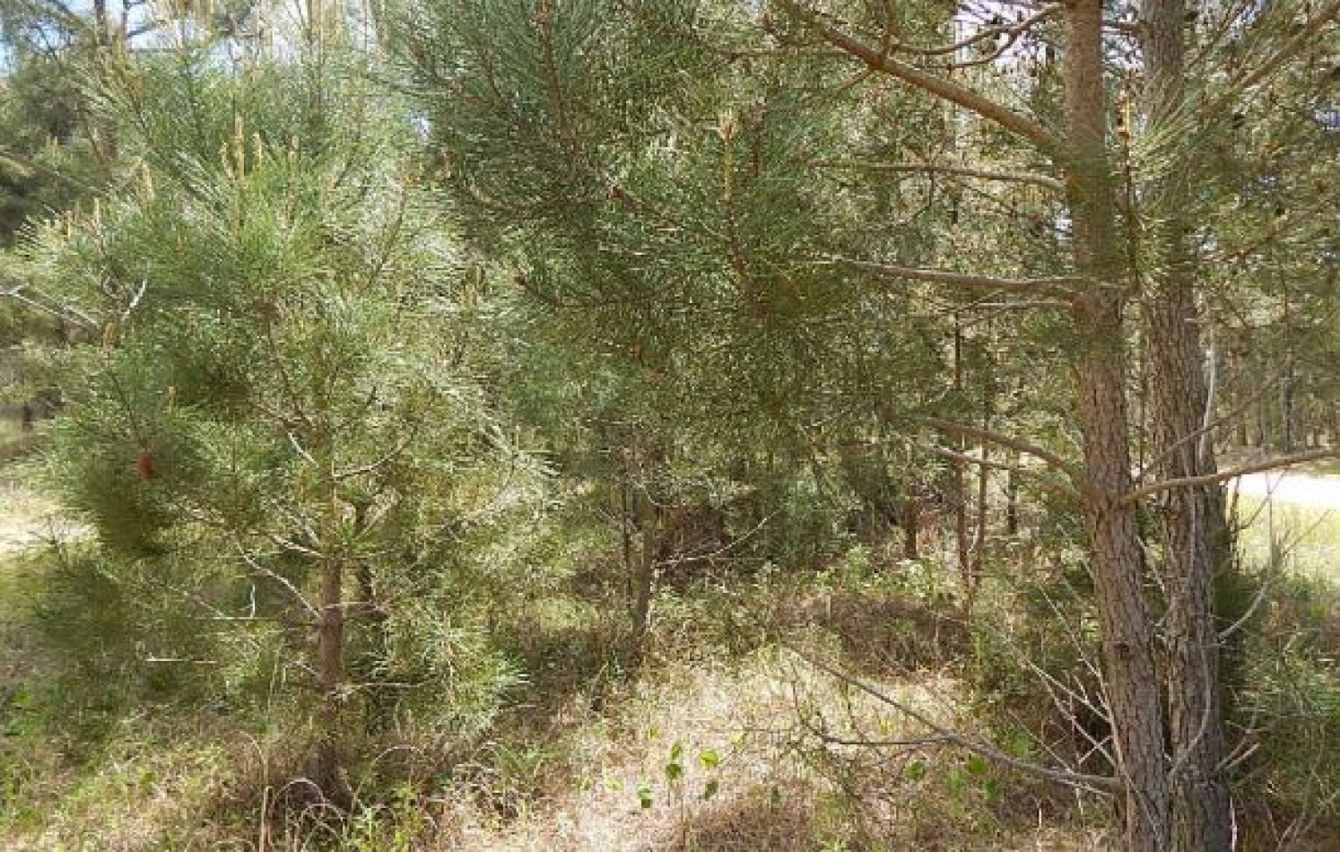 MAGNIFICO LOTE EN ALAMOS II (LOTE 15 - MANZANA 239), 1.078,79 M2., CALLE DE LA CANDRIA ESQUINA DEL ANCLA . LOTE EN VENTA. 