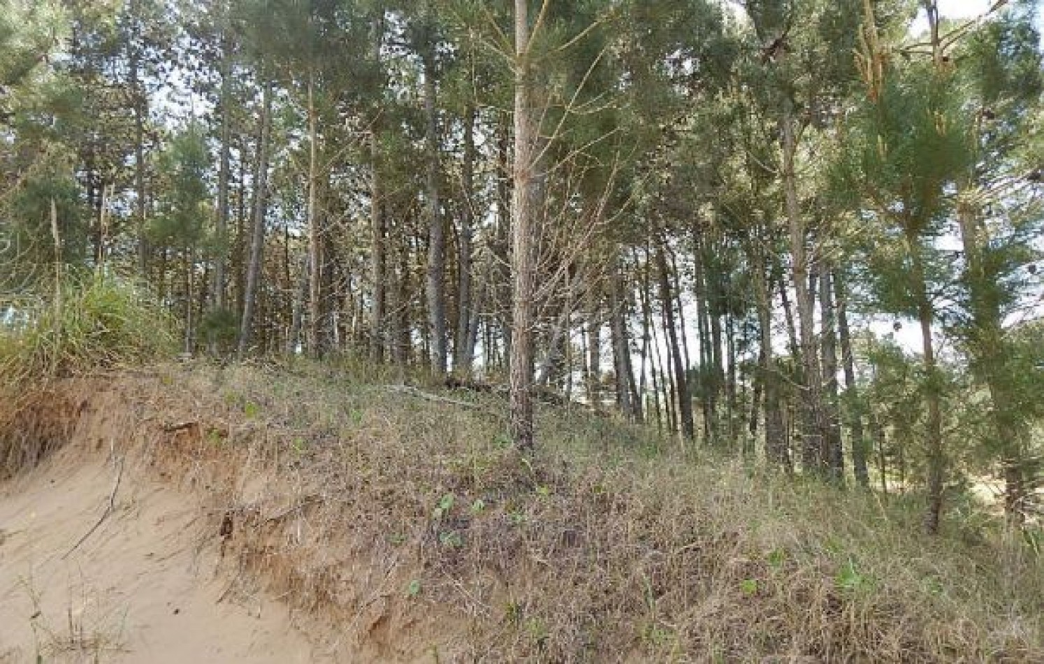 MAGNIFICO LOTE EN ALAMOS II, (LOTE 14 - MANZANA 239), 1.194,54 M2., CON SALIDA POR CALLES DEL ANCLA Y DE LA CALANDRIA . LOTE EN VENTA