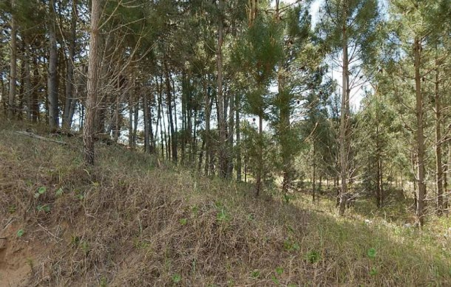 MAGNIFICO LOTE EN ALAMOS II, (LOTE 14 - MANZANA 239), 1.194,54 M2., CON SALIDA POR CALLES DEL ANCLA Y DE LA CALANDRIA . LOTE EN VENTA