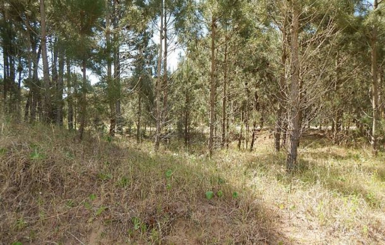 MAGNIFICO LOTE EN ALAMOS II, (LOTE 14 - MANZANA 239), 1.194,54 M2., CON SALIDA POR CALLES DEL ANCLA Y DE LA CALANDRIA . LOTE EN VENTA