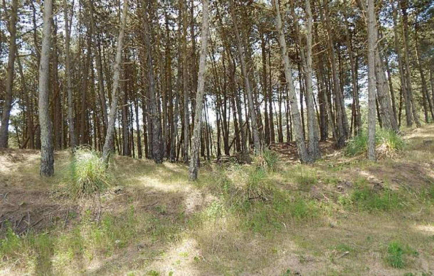 MAGNIFICO LOTE EN ALAMOS II, (LOTE 17 - MANZANA 239), 1.130,61 M2., SOBRE CALLE DEL ANCLA ENTRE DE LA CALANDRIA Y DEL ESPARTILLO. LOTE EN VENTA.