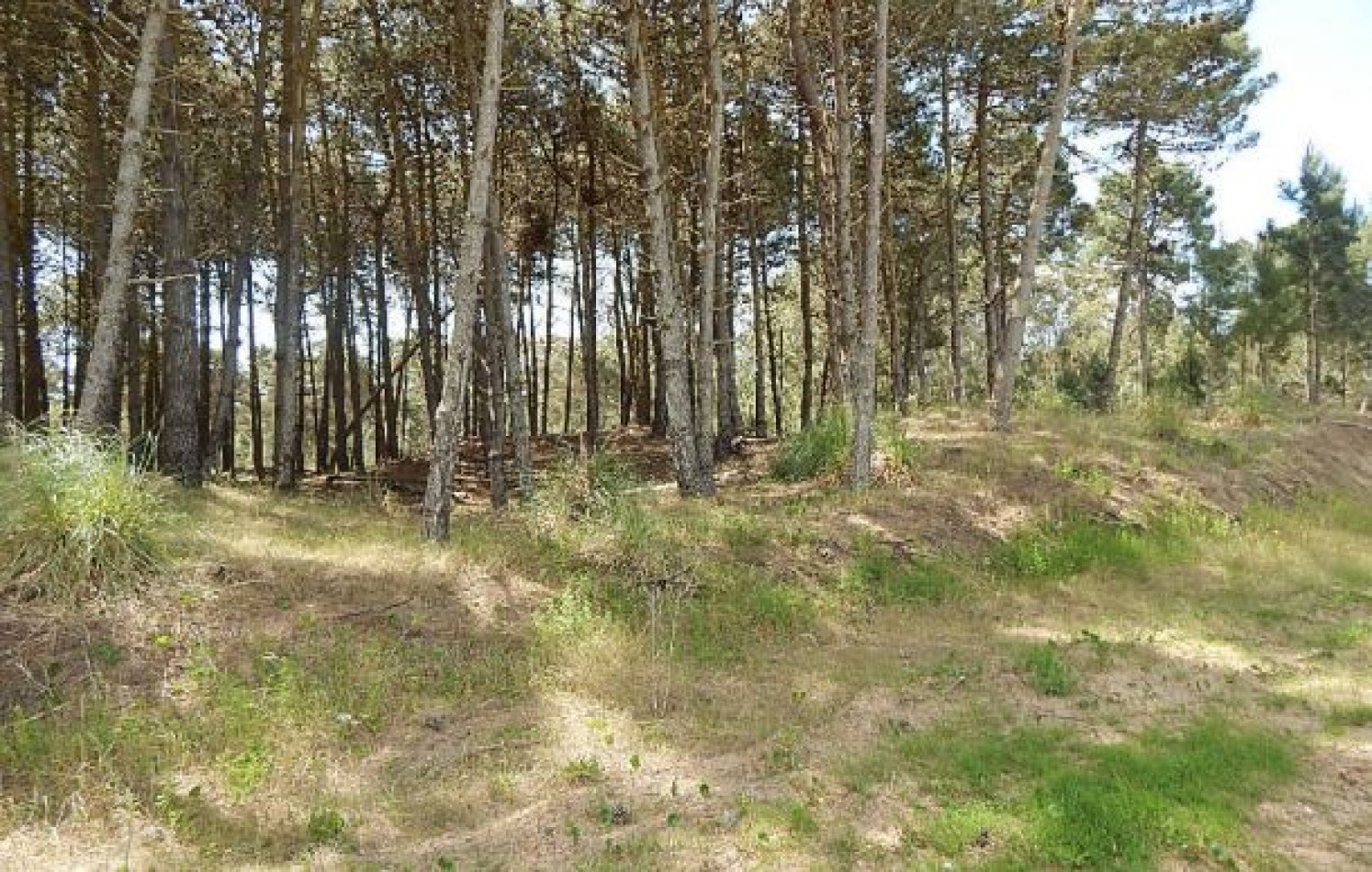 MAGNIFICO LOTE EN ALAMOS II, (LOTE 17 - MANZANA 239), 1.130,61 M2., SOBRE CALLE DEL ANCLA ENTRE DE LA CALANDRIA Y DEL ESPARTILLO. LOTE EN VENTA.