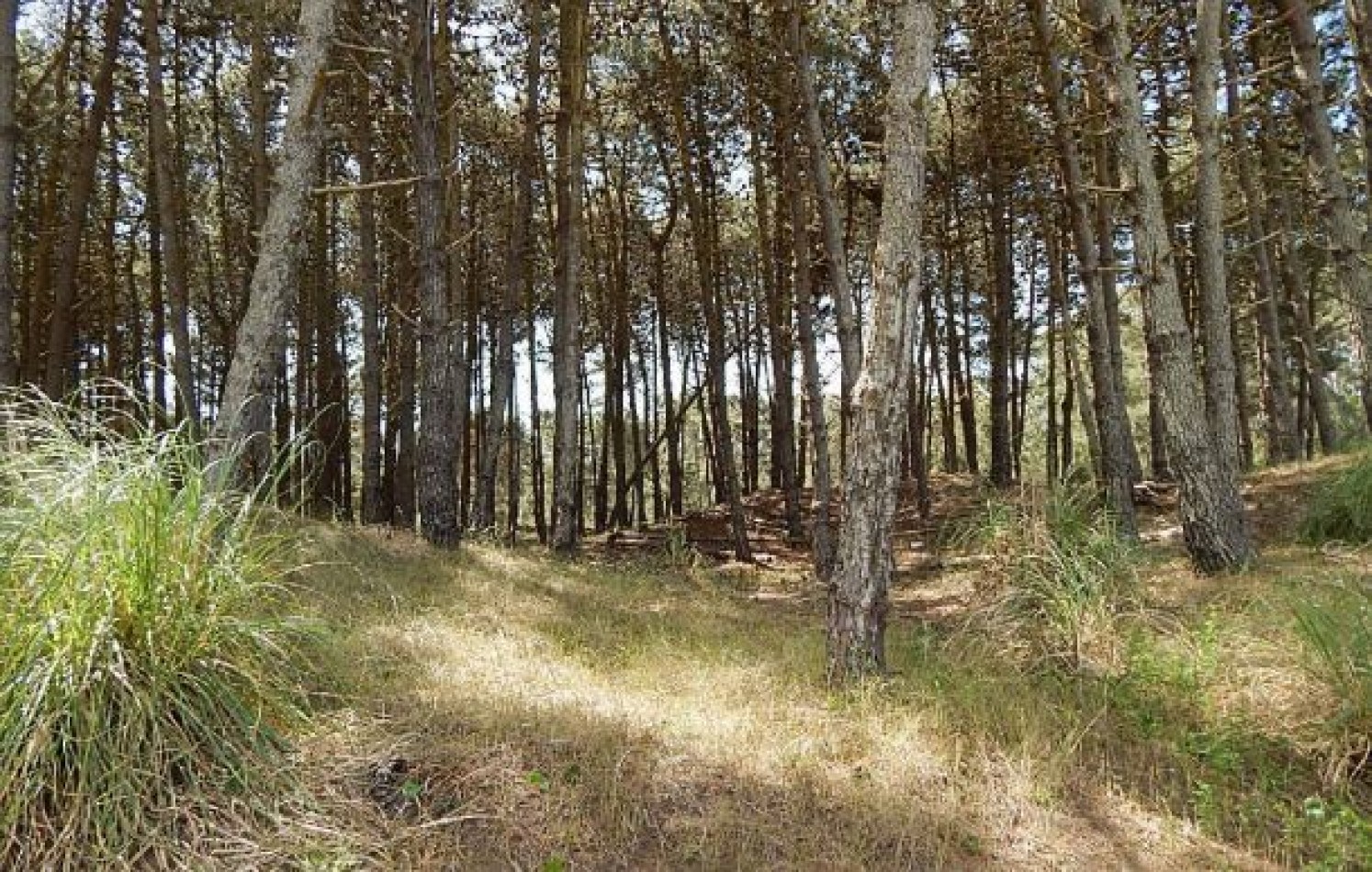 MAGNIFICO LOTE EN ALAMOS II, (LOTE 17 - MANZANA 239), 1.130,61 M2., SOBRE CALLE DEL ANCLA ENTRE DE LA CALANDRIA Y DEL ESPARTILLO. LOTE EN VENTA.