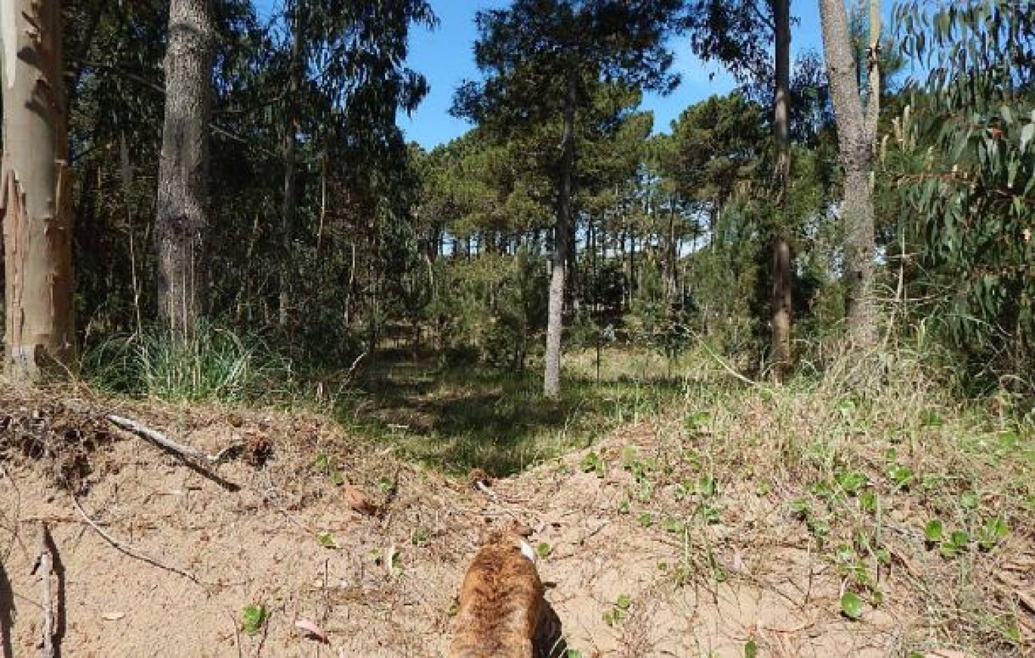 EXCELENTE LOTE EN ALAMOS II (LOTE 28 - MANZANA 239), 1.569,83 M2., CUL DE SAC DE ESTRIBOR . LOTE EN VENTA.