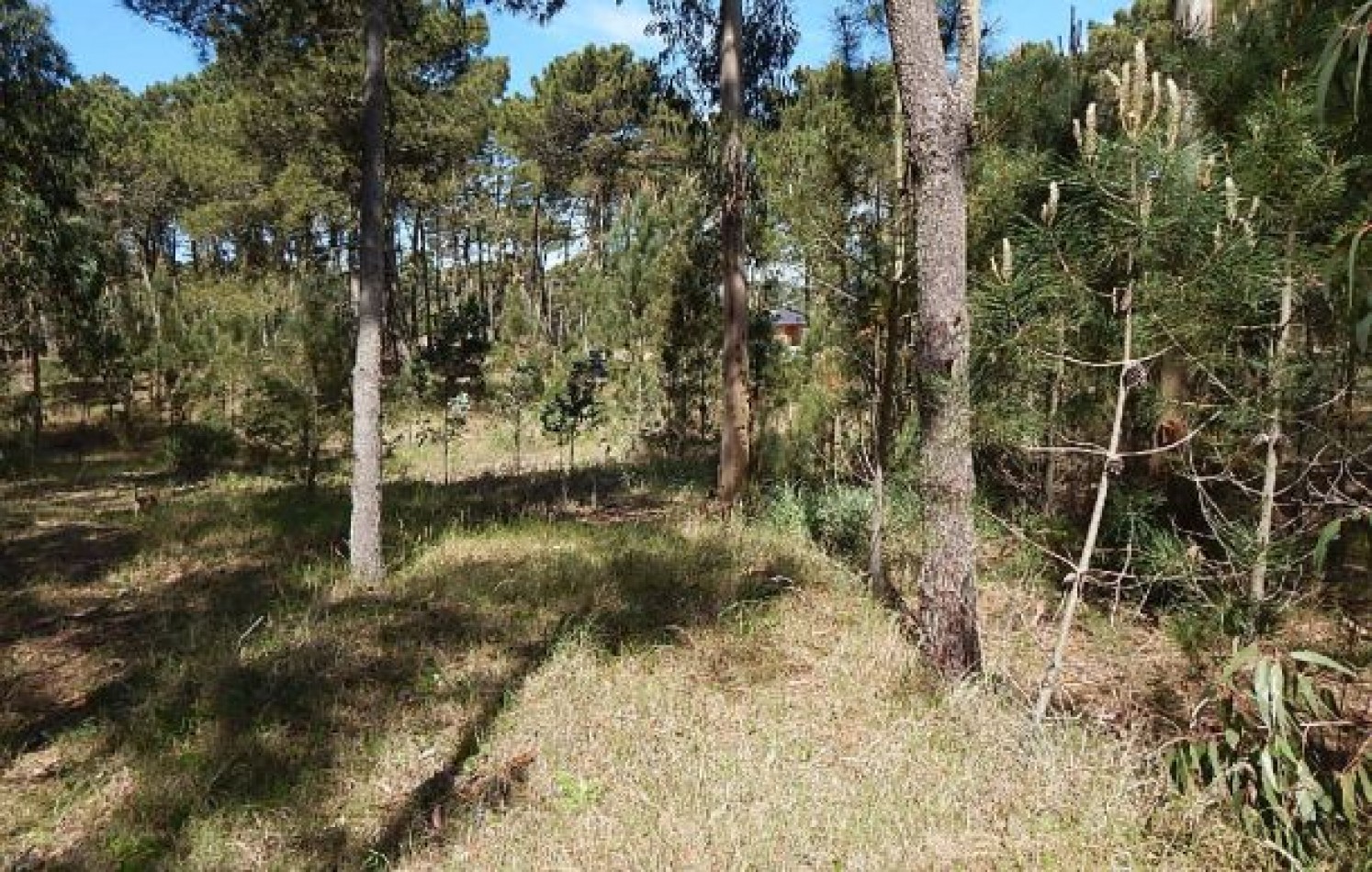 EXCELENTE LOTE EN ALAMOS II (LOTE 28 - MANZANA 239), 1.569,83 M2., CUL DE SAC DE ESTRIBOR . LOTE EN VENTA.