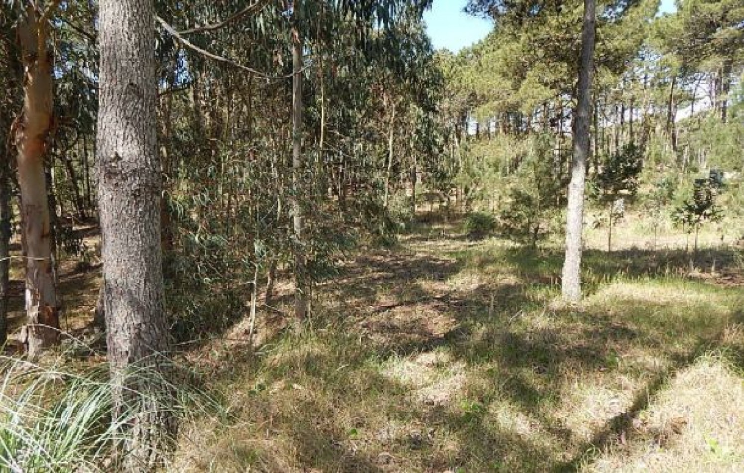 EXCELENTE LOTE EN ALAMOS II (LOTE 28 - MANZANA 239), 1.569,83 M2., CUL DE SAC DE ESTRIBOR . LOTE EN VENTA.