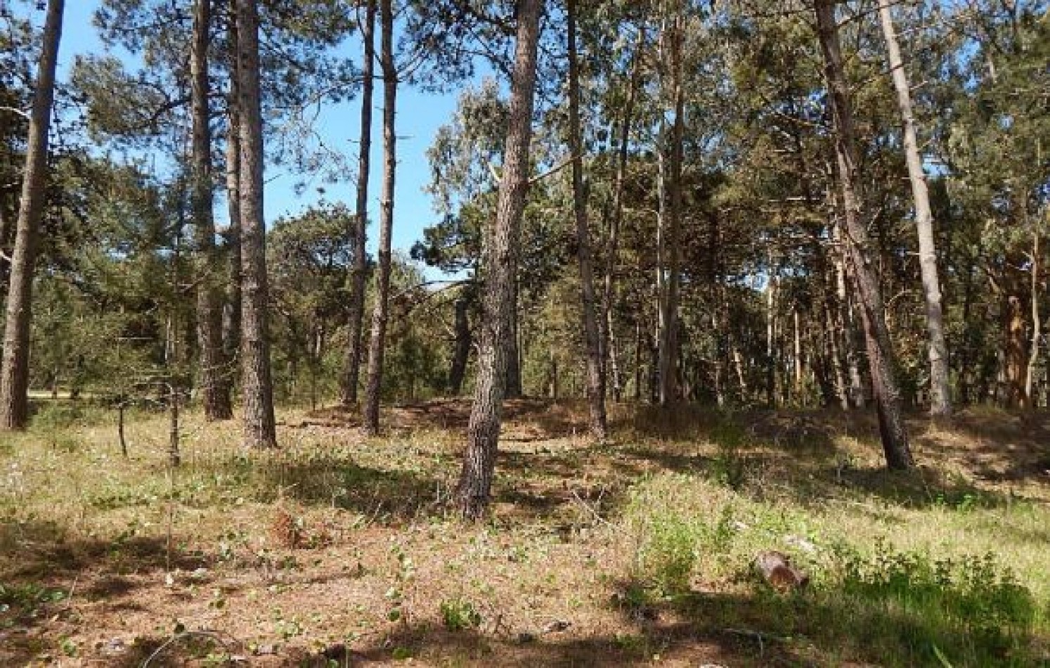 EXCELENTE LOTE EN ALAMOS II, (LOTE 29 - MANZANA 239), 1.292,31 M2., CUL DE SAC DE ESTRIBOR. LOTE EN VENTA.