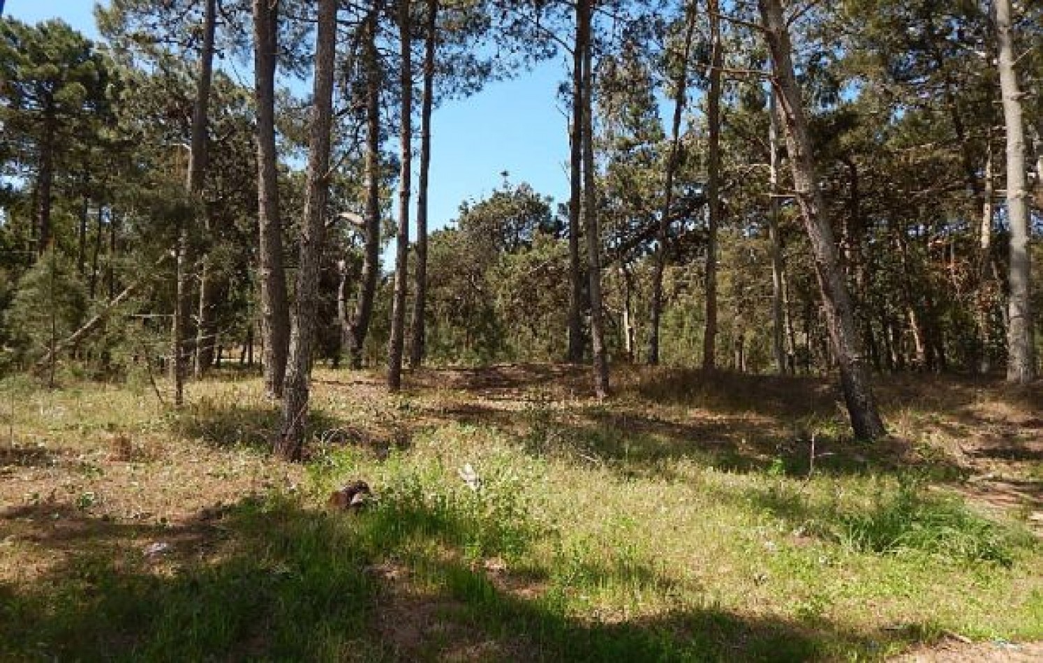 EXCELENTE LOTE EN ALAMOS II, (LOTE 29 - MANZANA 239), 1.292,31 M2., CUL DE SAC DE ESTRIBOR. LOTE EN VENTA.