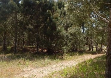 MAGNIFICO LOTE EN ALAMOS II (LOTE 15 - MANZANA 239), 1.078,79 M2., CALLE DE LA CANDRIA ESQUINA DEL ANCLA . LOTE EN VENTA. 