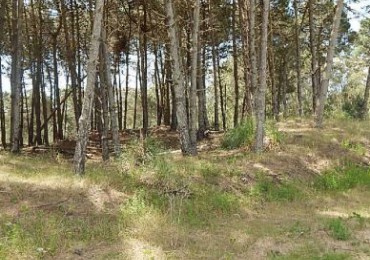 MAGNIFICO LOTE EN ALAMOS II, (LOTE 17 - MANZANA 239), 1.130,61 M2., SOBRE CALLE DEL ANCLA ENTRE DE LA CALANDRIA Y DEL ESPARTILLO. LOTE EN VENTA.