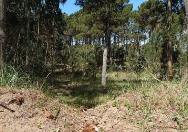 EXCELENTE LOTE EN ALAMOS II (LOTE 28 - MANZANA 239), 1.569,83 M2., CUL DE SAC DE ESTRIBOR . LOTE EN VENTA.