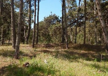 EXCELENTE LOTE EN ALAMOS II, (LOTE 29 - MANZANA 239), 1.292,31 M2., CUL DE SAC DE ESTRIBOR. LOTE EN VENTA.